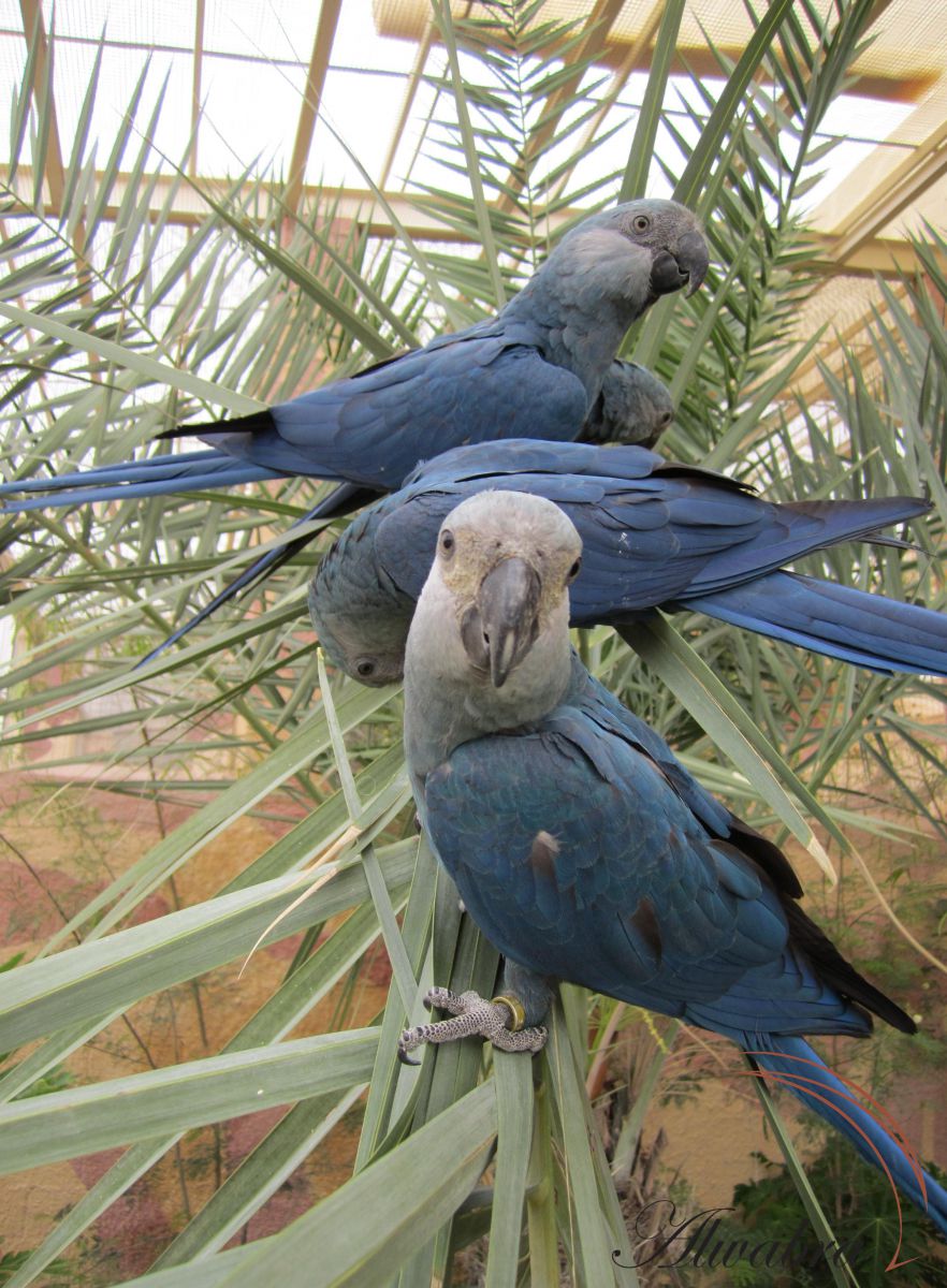 Oiseau